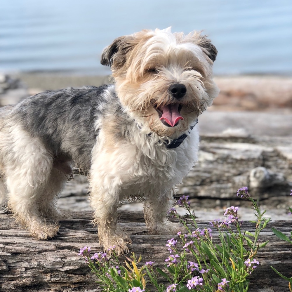 Meet your Posher, Savannah